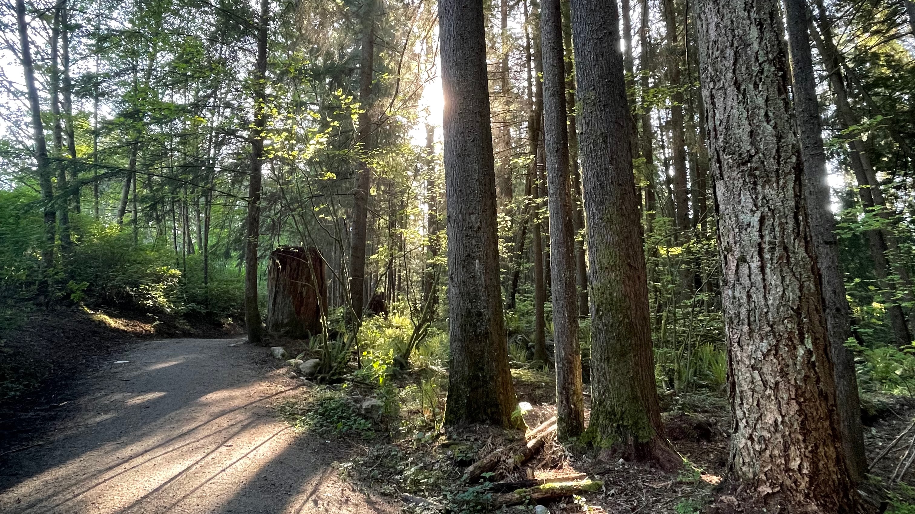 A path through a forest with the sun peeking through the trees