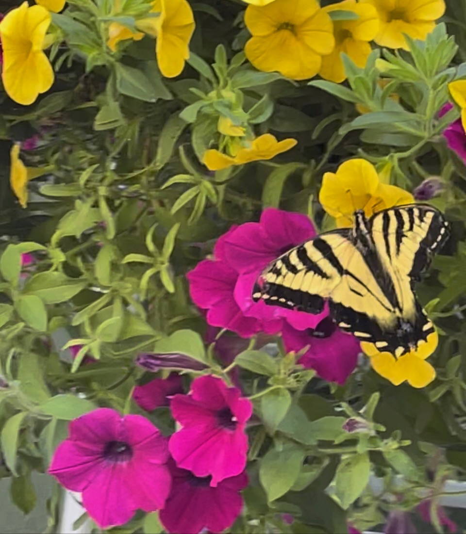 A butterfly sitting on a flower.